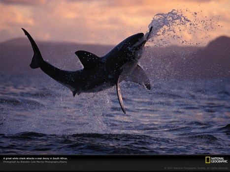 Great White fully breaching with prey 