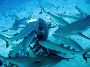 Sharks feeding on chum from diving tours