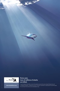 New Shark Conservation Poster