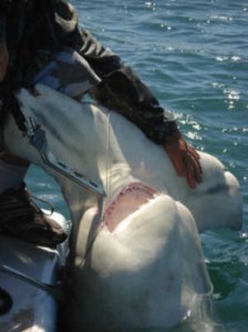 1,060-pound great hammerhead shark off Boca Grande, Fla. for a world record submission by Capt. Bucky Dennis