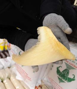 Dehydrated Shark Fin